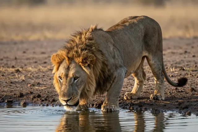 A male lion with a thick mane leans down to drink from a savanna waterhole at golden hour