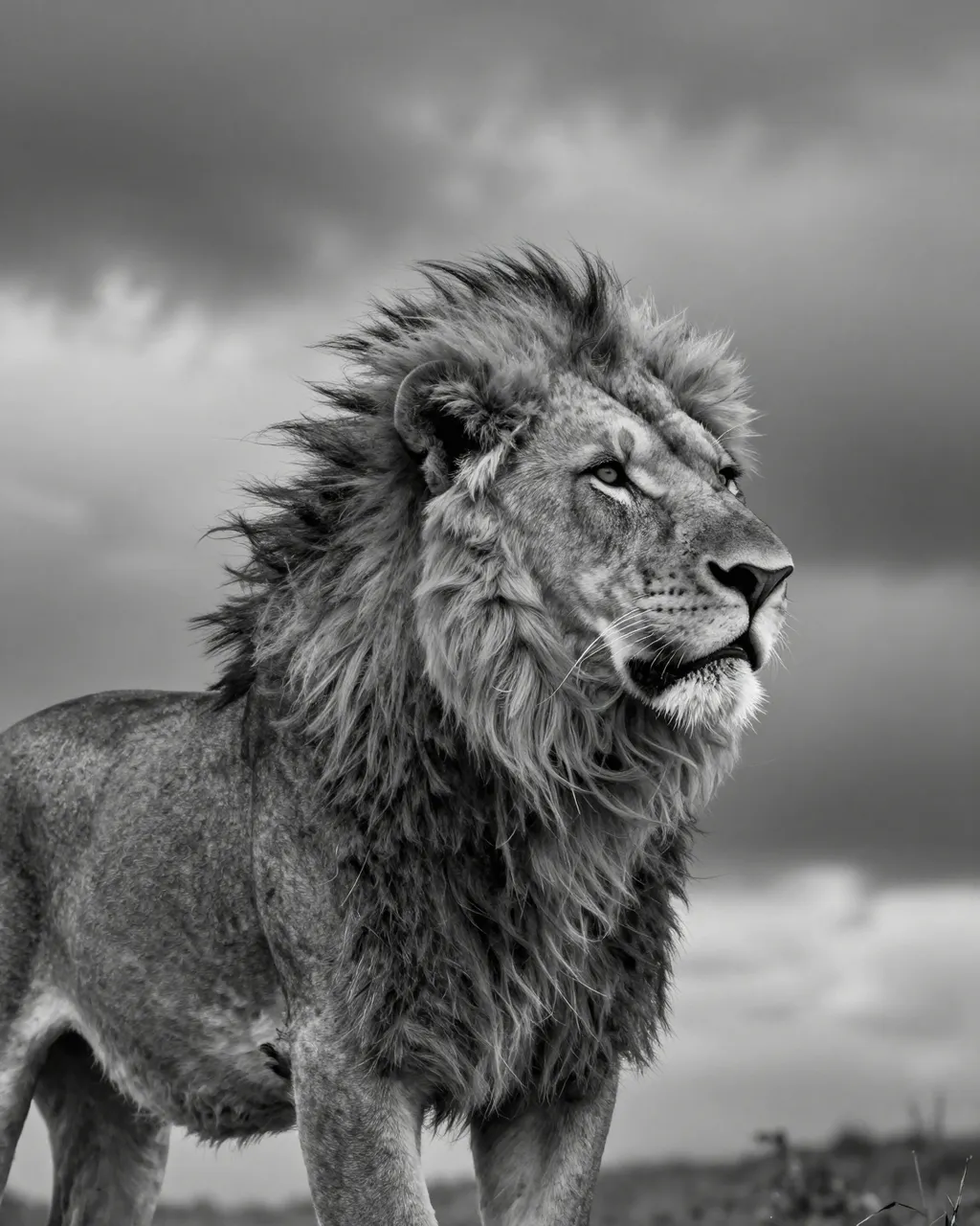 Black and white side profile of a male lion with a windswept mane standing against a stormy cloudy sky