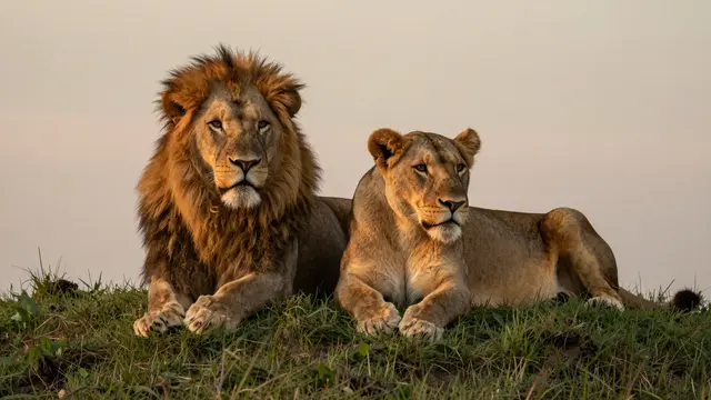 A male lion and lioness lie side by side on a grassy mound under soft warm dusk light