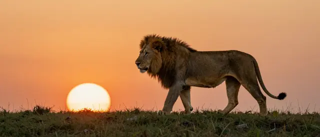 A male lion walks along a grassy hill crest in front of a large glowing orange sunset