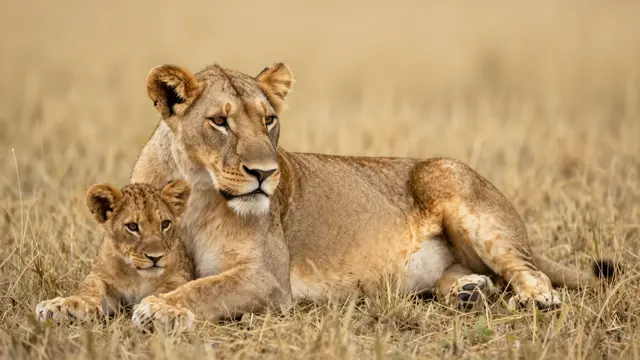 A lioness and her small cub rest side by side on dry golden savanna grass