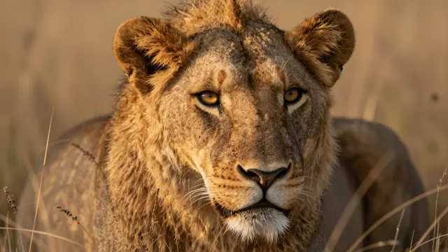A lioness with warm amber eyes looks directly at the viewer while standing in dry savanna grass at golden hour.