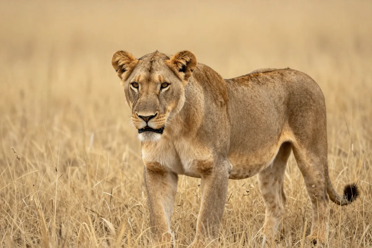 A tawny lioness stands alert facing the camera in tall dry golden savanna grass.