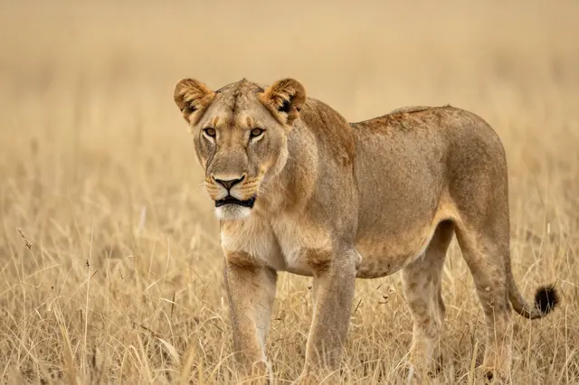 A tawny lioness stands alert facing the camera in tall dry golden savanna grass.