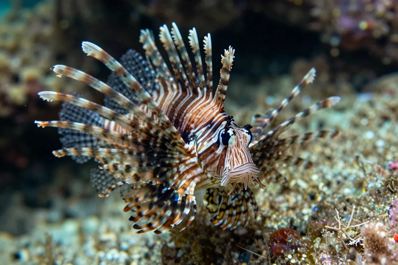 A lionfish with fully spread ornate fins hovers close to an underwater coral reef seabed.