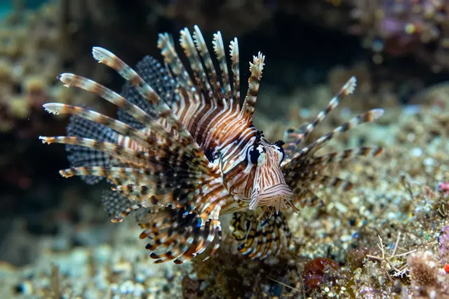 A lionfish with fully spread ornate fins hovers close to an underwater coral reef seabed.