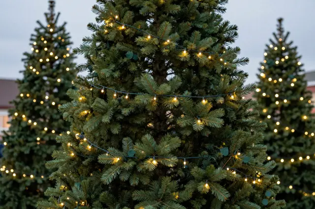 Evergreen Christmas trees strung with warm fairy lights stand at a tree lot under a pale overcast dusk sky