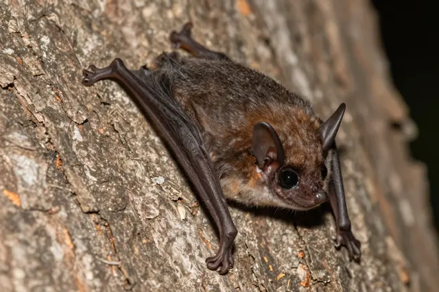 Close-up of a small brown bat clinging to rough textured tree bark