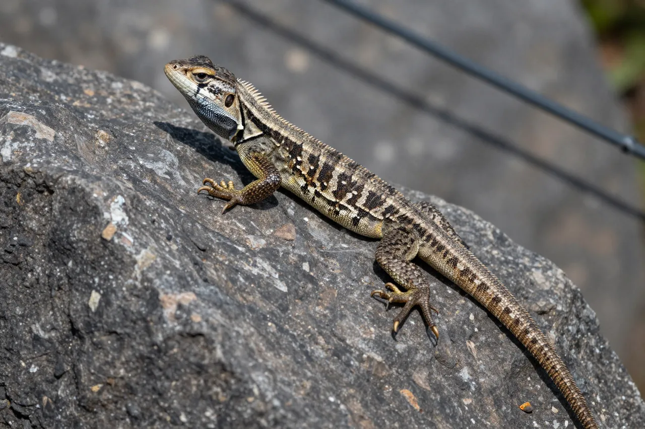A patterned fence lizard rests and basks on a rough dark gray rock in bright sunlight