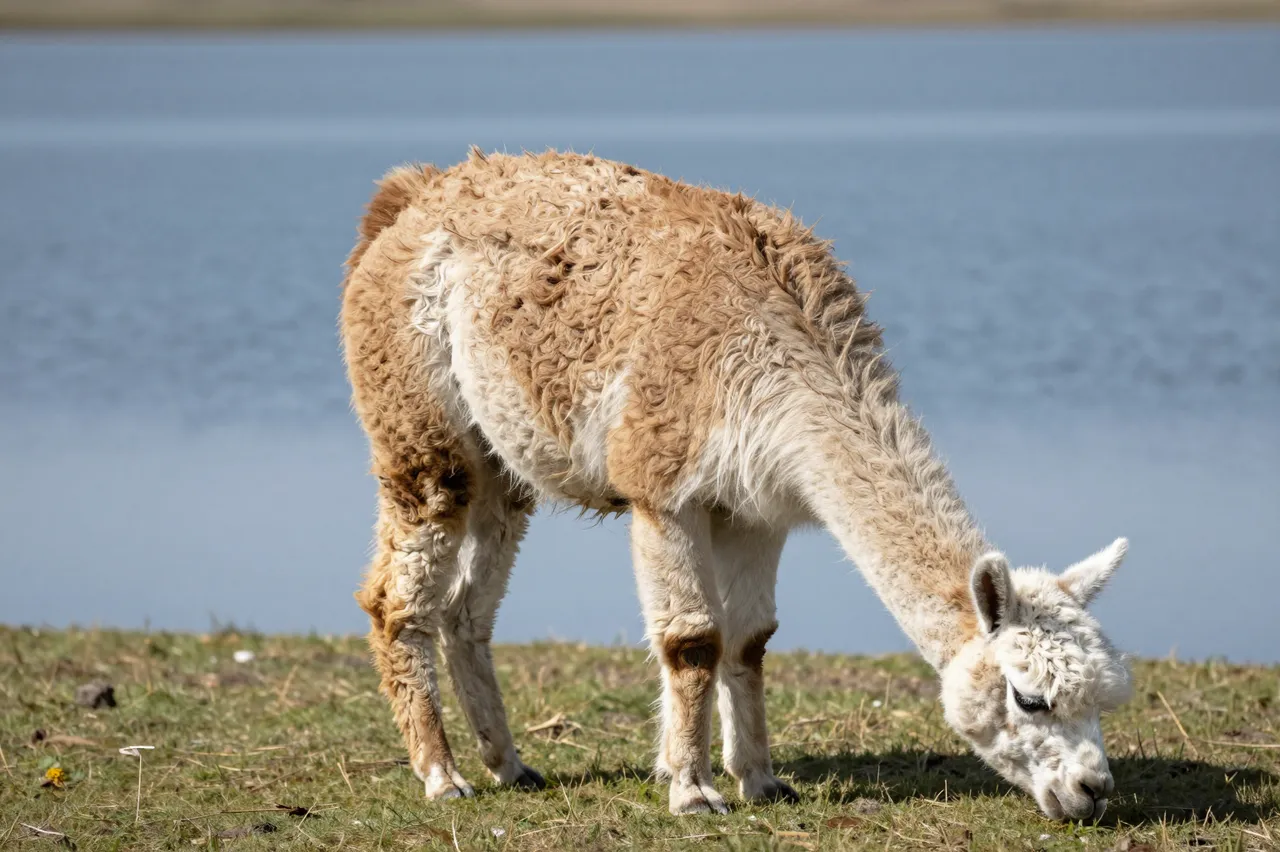 A brown and white llama grazes on grass at the edge of a calm blue lake