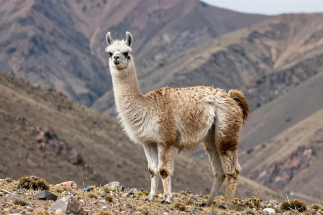 A fluffy light brown and white llama stands alert on a rocky high elevation Andes mountain ridge