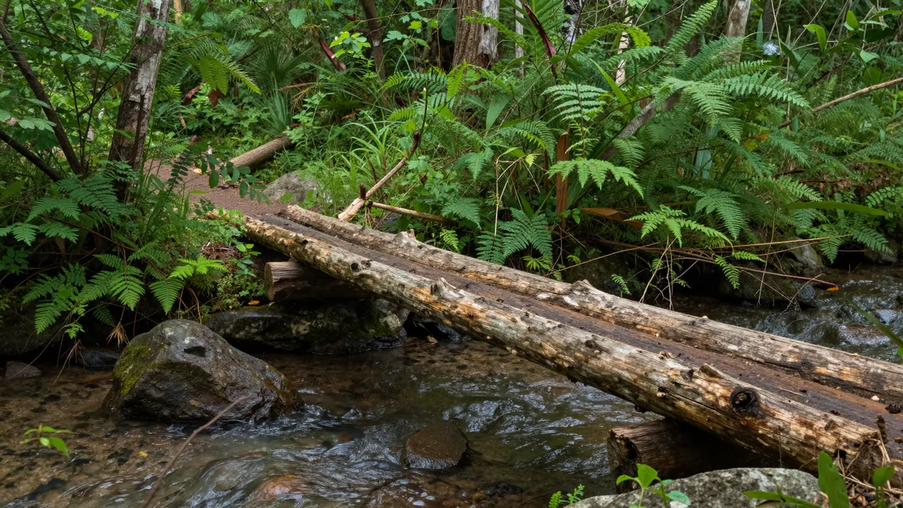 Rustic split-log footbridge crosses a shallow creek in a dense green forest