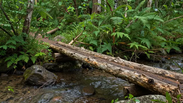 Rustic split-log footbridge crosses a shallow creek in a dense green forest