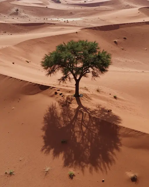 Aerial view of a lone acacia tree casting a long shadow across red desert sand dunes