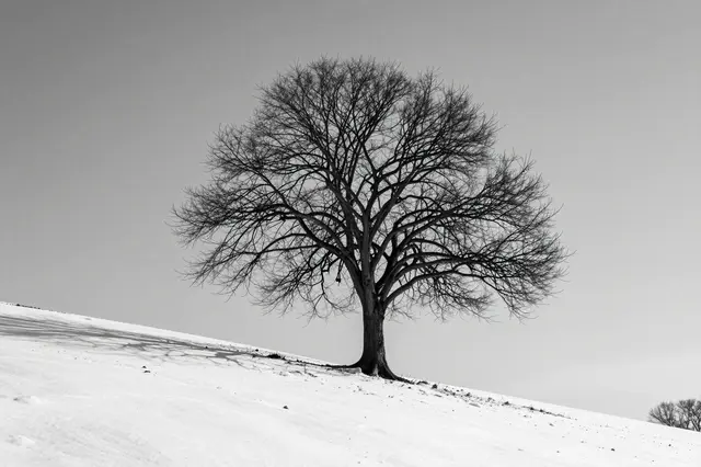 Black and white view of a lone leafless tree standing on a gently sloping snowy hillside under a pale overcast sky