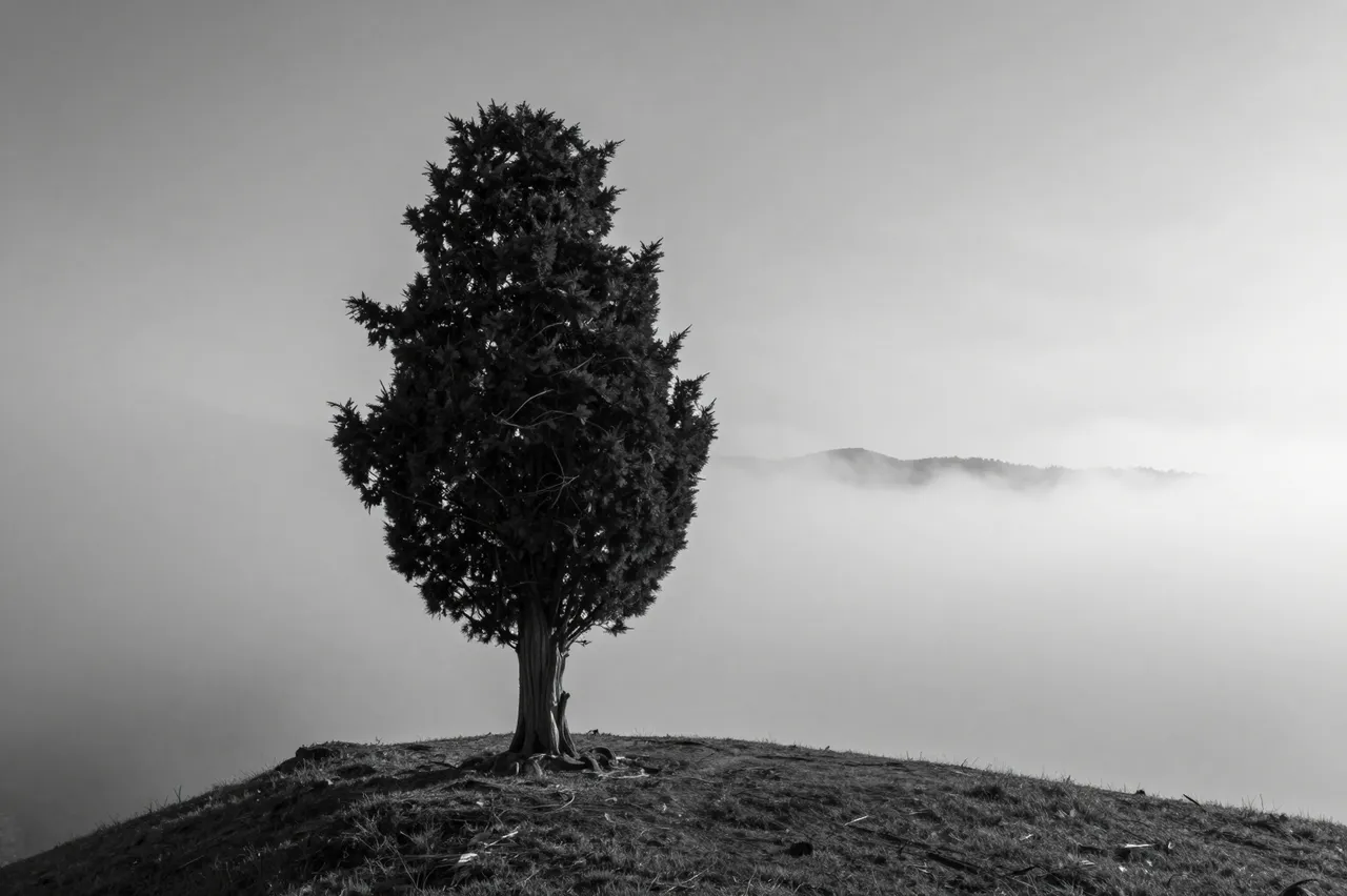 A lone conifer tree stands silhouetted on a hilltop overlooking a sea of fog at dawn.