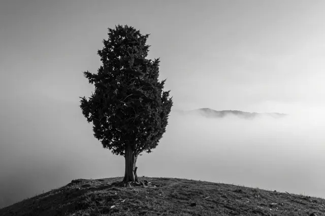 A lone conifer tree stands silhouetted on a hilltop overlooking a sea of fog at dawn.