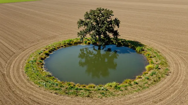 Aerial view of a perfectly round farm pond with a lone oak tree at its center surrounded by tilled fields