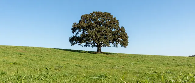 A broad solitary oak tree stands on a grassy hill beneath a clear bright blue sky