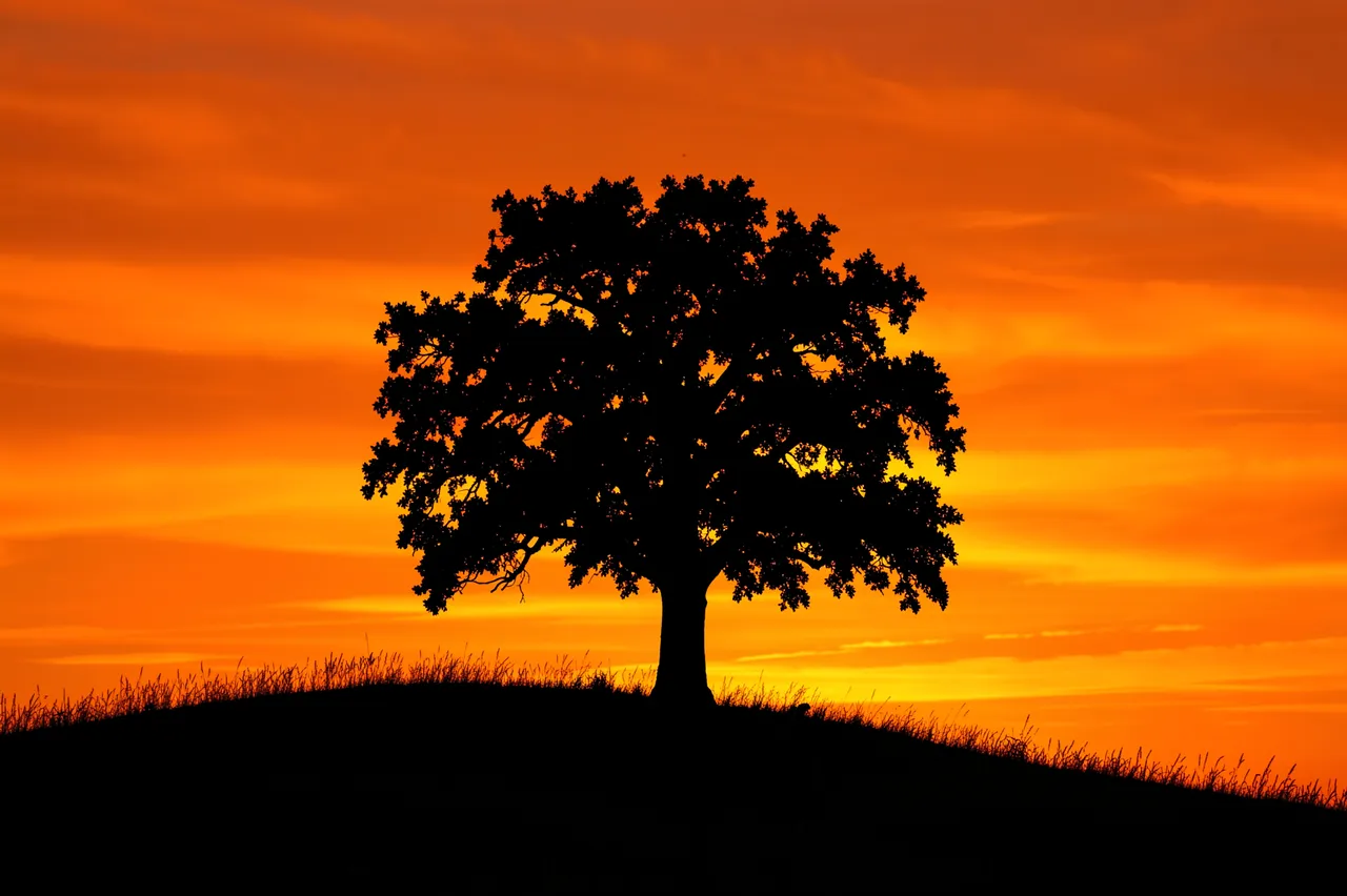 Black silhouette of a lone oak tree standing on a grassy hill against a bright fiery orange sunset sky