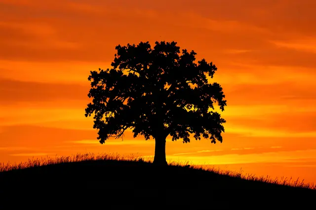 Black silhouette of a lone oak tree standing on a grassy hill against a bright fiery orange sunset sky