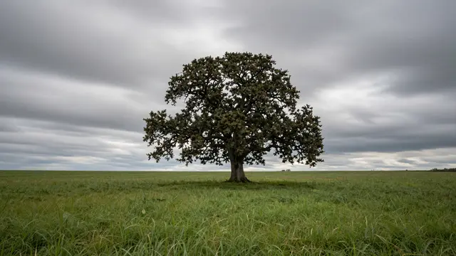 A single large oak tree stands alone in a wide green grass field under streaked overcast gray clouds.