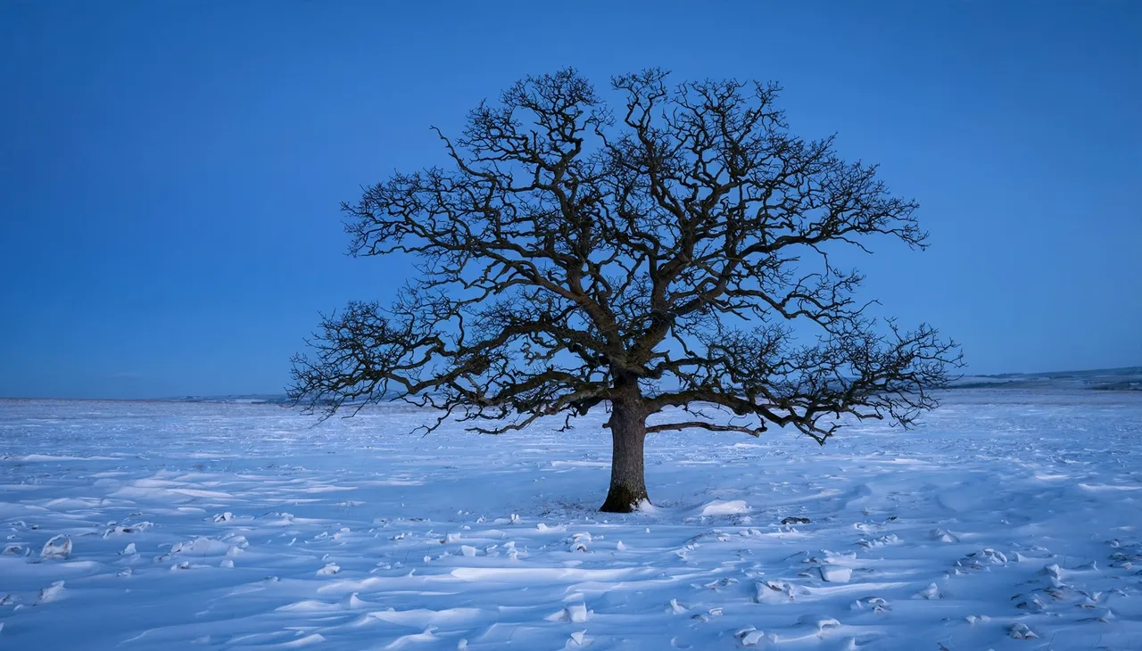 A bare oak tree stands alone in a snow-covered field under a clear deep blue twilight sky