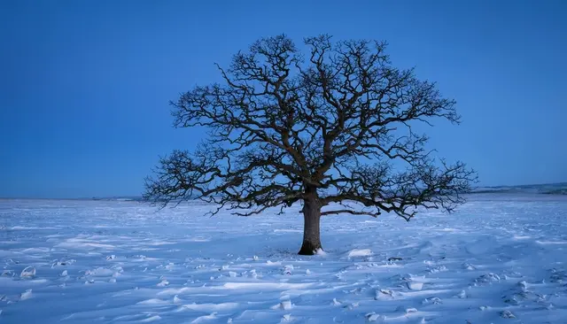 A bare oak tree stands alone in a snow-covered field under a clear deep blue twilight sky