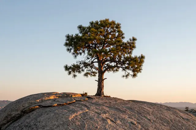A single pine tree stands atop a smooth granite outcrop under a soft gradient sunrise sky.