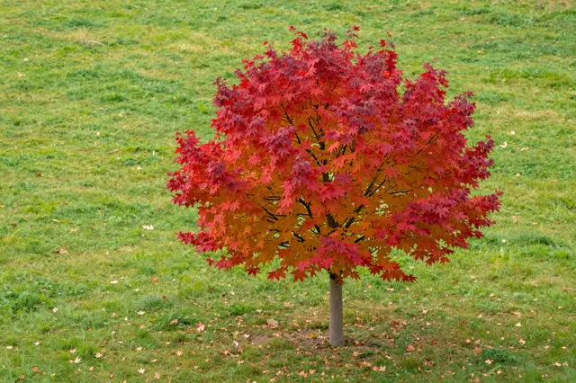 A single vibrant red and orange maple tree stands alone in a lush green grassy meadow in early autumn.