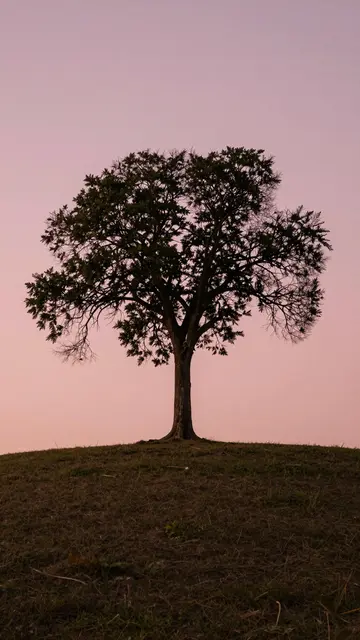 Silhouette of a single tree standing on a grassy hill beneath a soft pink sunset sky