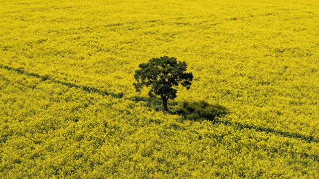 Aerial view of a single solitary tree standing in the middle of a bright yellow blooming canola field