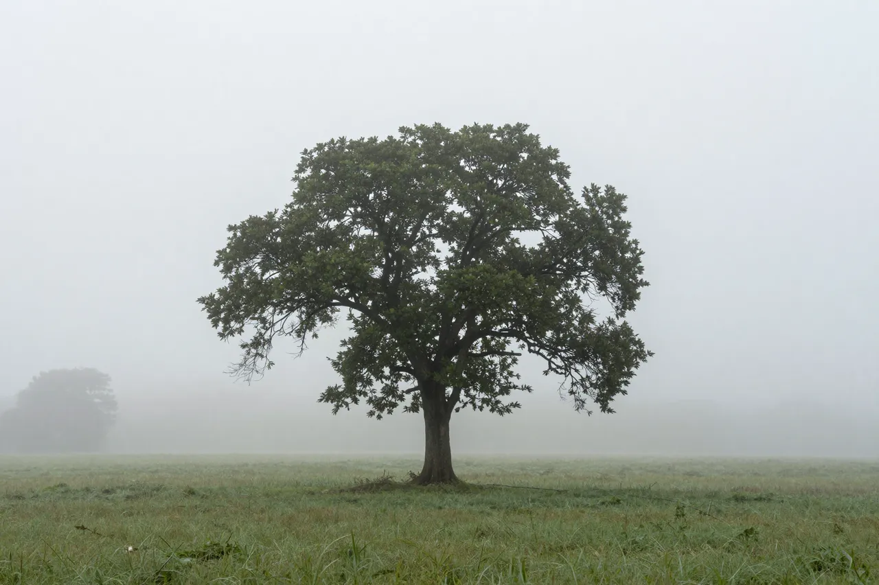 A broad solitary deciduous tree stands centered in an open grassy field shrouded in thick mist