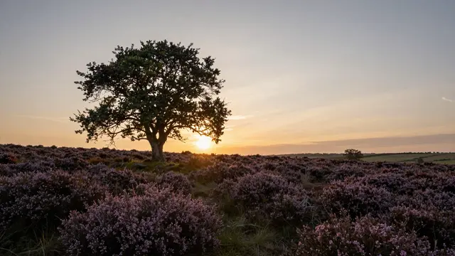 A lone silhouetted rowan tree stands in purple heather beneath a soft glowing moorland sunset