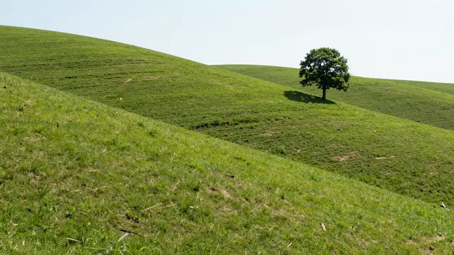 A single leafy tree stands alone on sunlit rolling grassy hills under a pale bright summer sky.