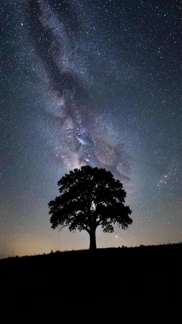 A silhouetted lone tree stands on a grassy hill beneath a brilliant starry night sky with the Milky Way