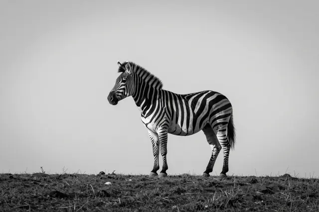 A single zebra stands still on a bare grassy ridge under a pale bright sky in black and white