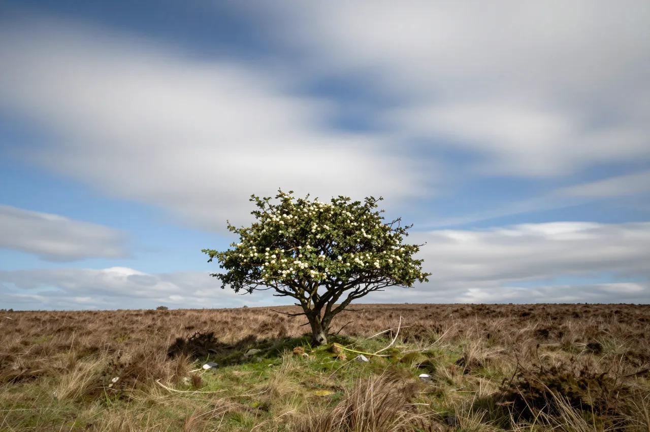 A single blooming hawthorn tree stands alone on open moorland beneath streaked long-exposure clouds