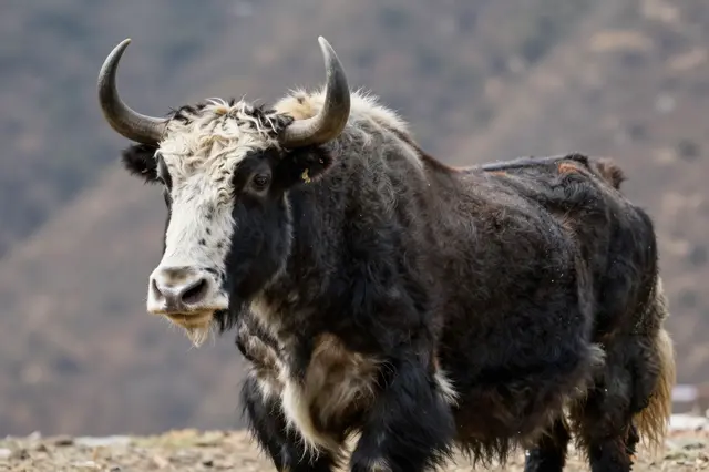 A shaggy black and white yak stands on rocky high altitude terrain, with blurred mountain slopes behind it