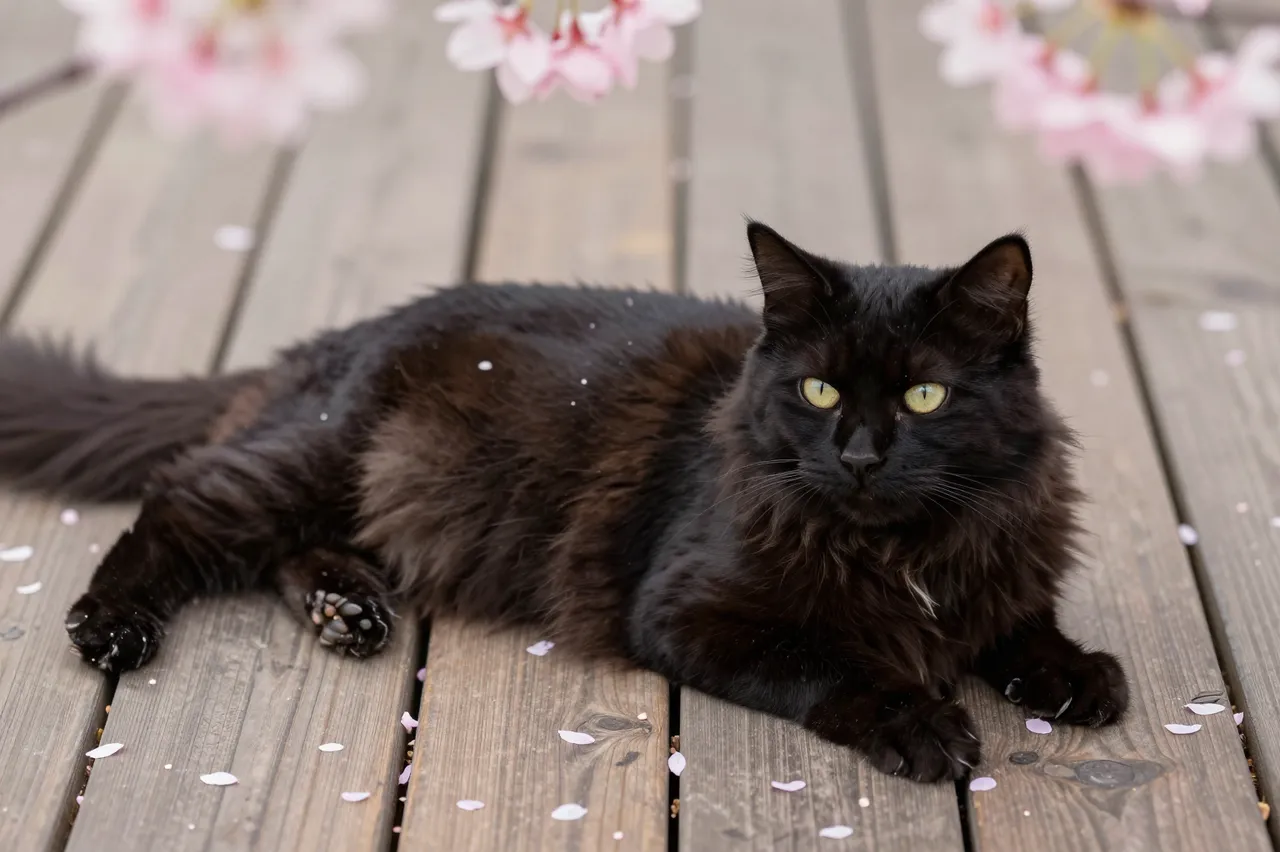 Long-haired black cat with green eyes rests on a wooden deck framed by falling pink cherry blossom petals.