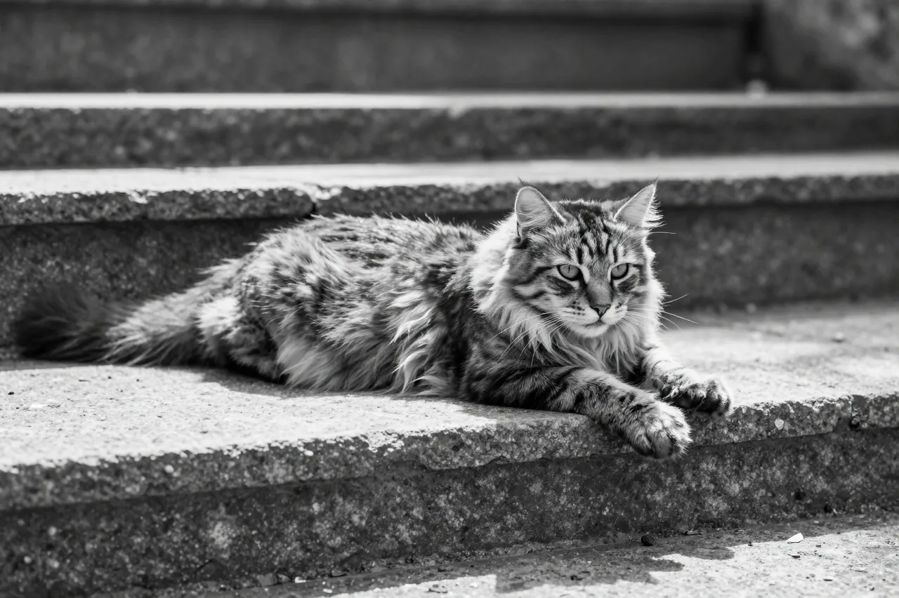 Black and white photo of a fluffy long-haired tabby cat stretching across a sunlit stone step