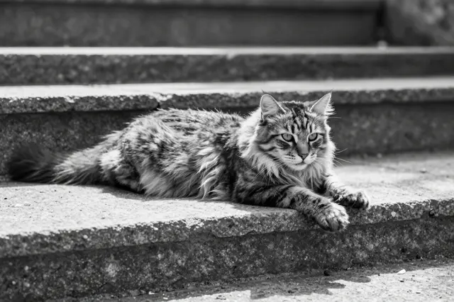 Black and white photo of a fluffy long-haired tabby cat stretching across a sunlit stone step