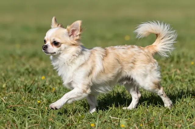 A cream and white long-haired Chihuahua trots in side view across a sunlit grassy lawn.