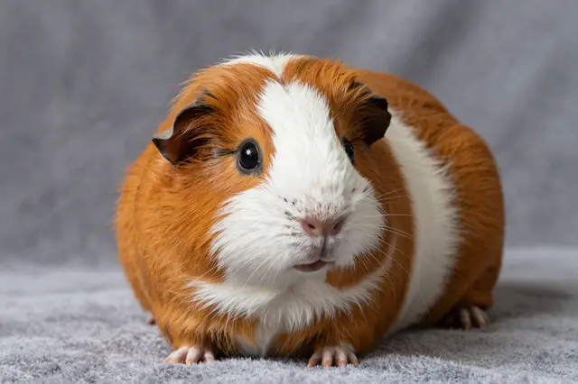 A brown and white long-haired guinea pig sits calmly on a soft gray blanket facing the camera