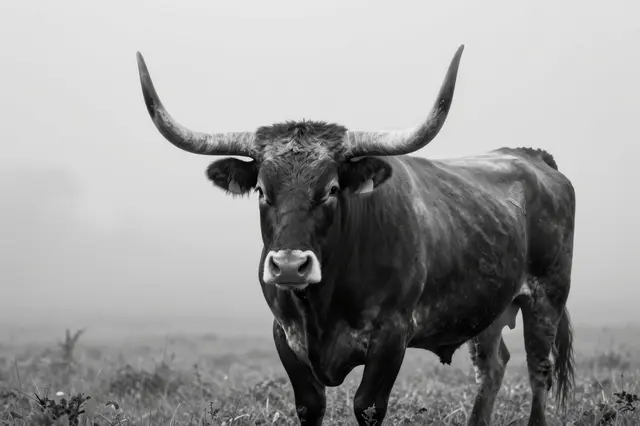 A longhorn bull with wide curved horns stands facing the camera in a foggy grassy field in black and white.