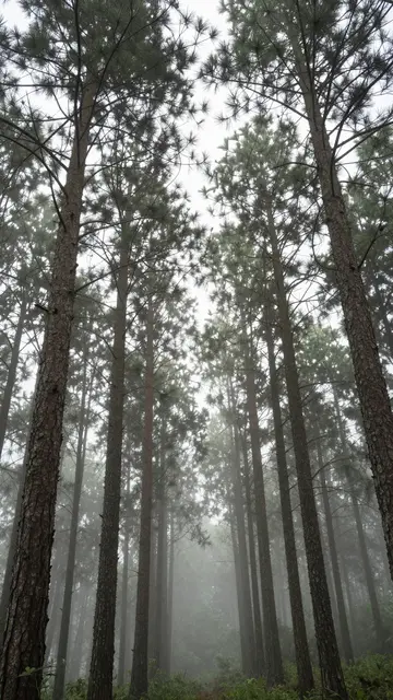 Low angle view of tall pine trees rising into thick white fog in a quiet forest