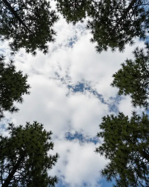 Low-angle upward view of white clouds and blue sky framed by the tops of tall pine trees.