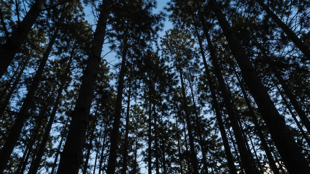 Silhouetted tall pine tree trunks frame a patch of blue dusk sky viewed from below