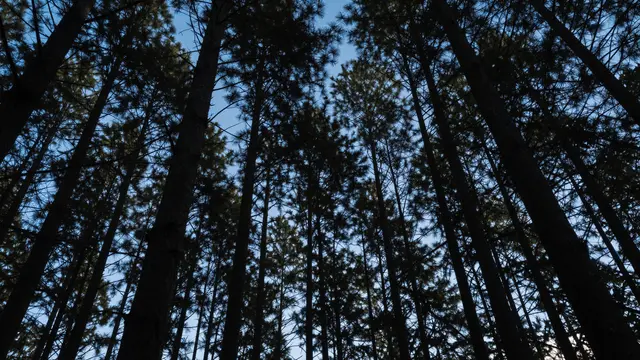 Silhouetted tall pine tree trunks frame a patch of blue dusk sky viewed from below