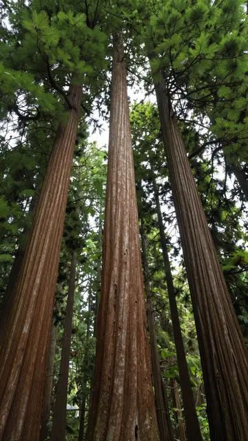 Low angle upward view of three tall straight redwood trunks rising to a green forest canopy